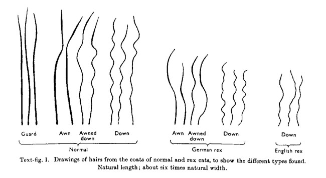 Original Journal Of Genetics Article