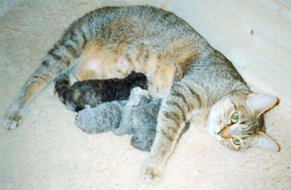 Amira and her litter